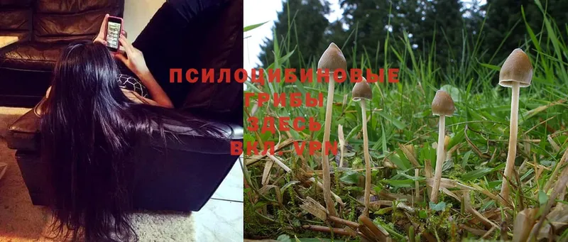 kraken tor  Каменск-Уральский  Псилоцибиновые грибы Psilocybine cubensis 