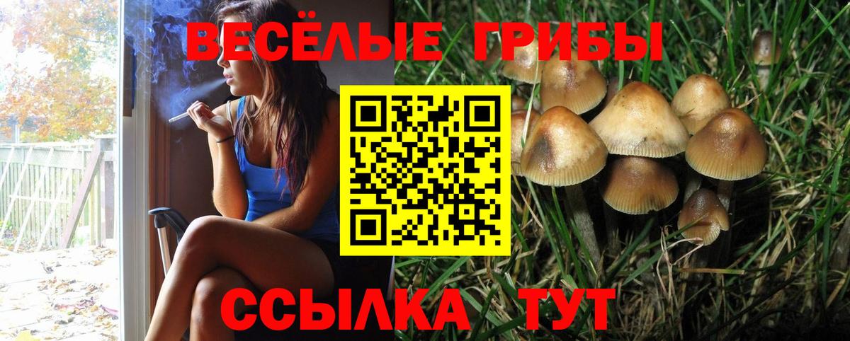 Псилоцибиновые грибы Psilocybine cubensis Каменск-Уральский